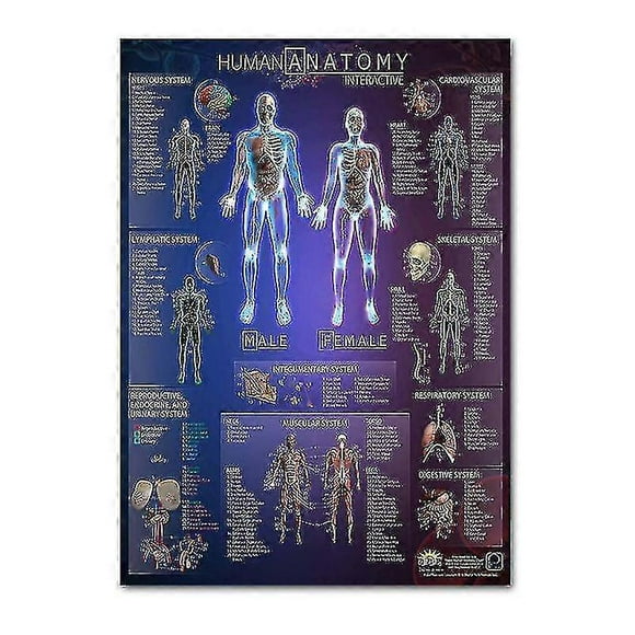 Muscular & Skeletal System Anatomical Poster Set - Human Skeleton & Muscle Anatomy - Single Sided19" X 27"