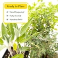 thumbnail image 4 of 1 Italian Cooking Herb Plant Trio: Live Aromatic Culinary Herbs in 3.5" Cubes | Garden-Ready Oregano, Sage & Garden Thyme Plants with Fresh Savory Flavor for Cooking, Containers & Home Herb Gardens, 4 of 8