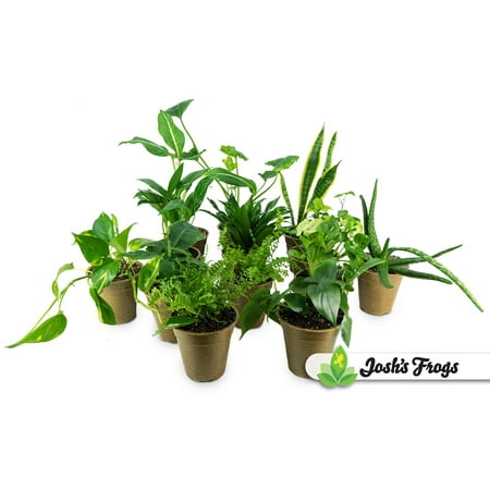 Clean Air Houseplant Multi-pack Gift Collection with Eco-Friendly Pots (3 (Best Plants For Cleaning Air In Home)