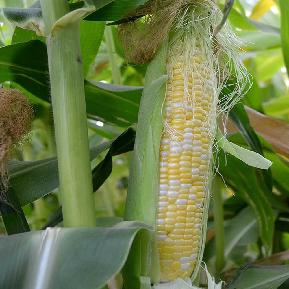 Peaches & Cream Hybrid Corn Garden Seeds (Treated) 25 Lb