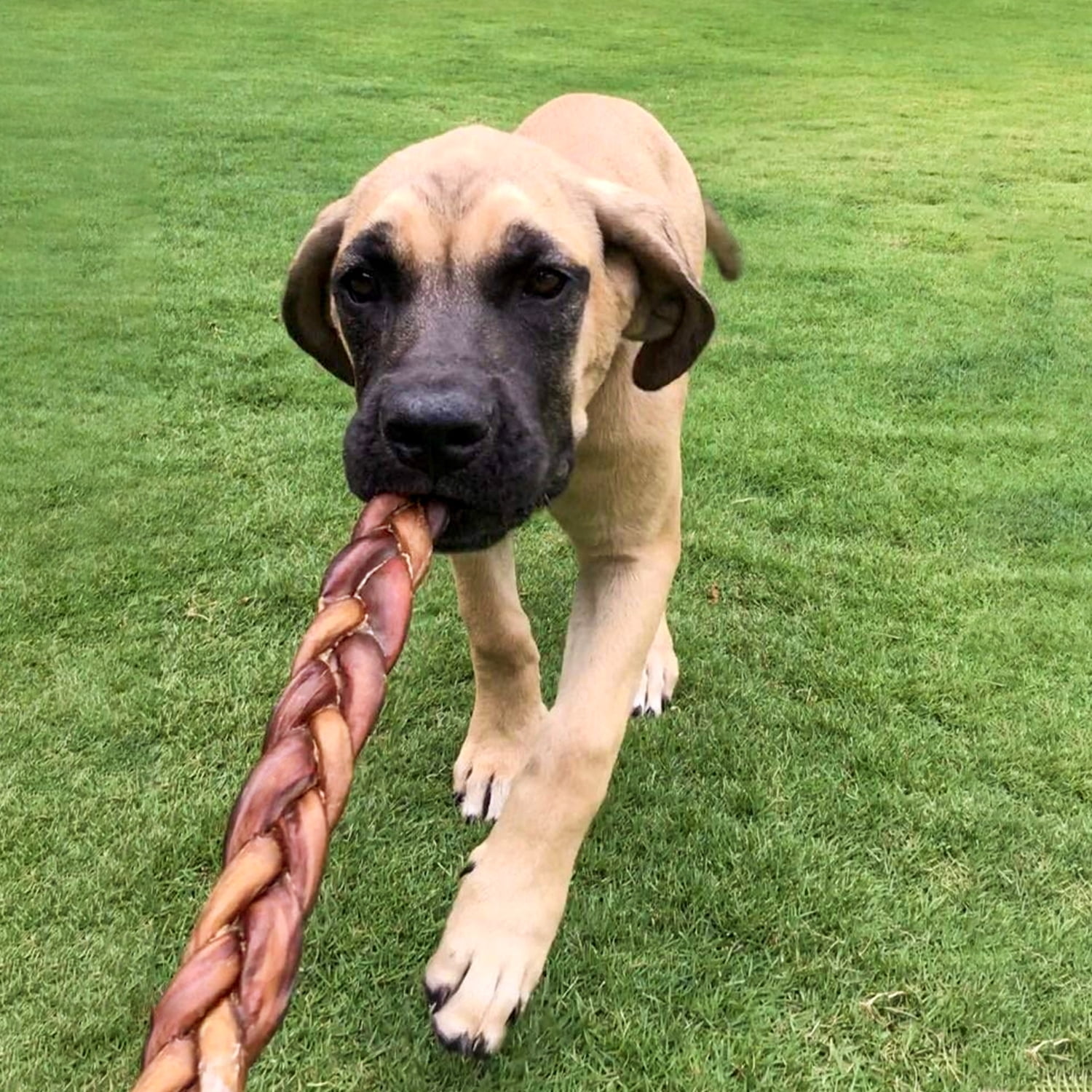 6-inch Braided Bully Sticks for Dogs 10-Pack, Premium All Natural Treats for Dogs. Long Lasting Dental Chews for Puppies and Large Dogs