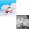 thumbnail image 3 of Collier Cône pour Chien Doux Mignon Coloré Arc-en-Ciel Collier de Récupération pour Chat Collier Électronique pour Chaton, 3 of 10