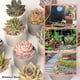 thumbnail image 4 of Chips de cristal de energía Reiki Bewildely 200g ingredientes naturales a granel, 4 of 6