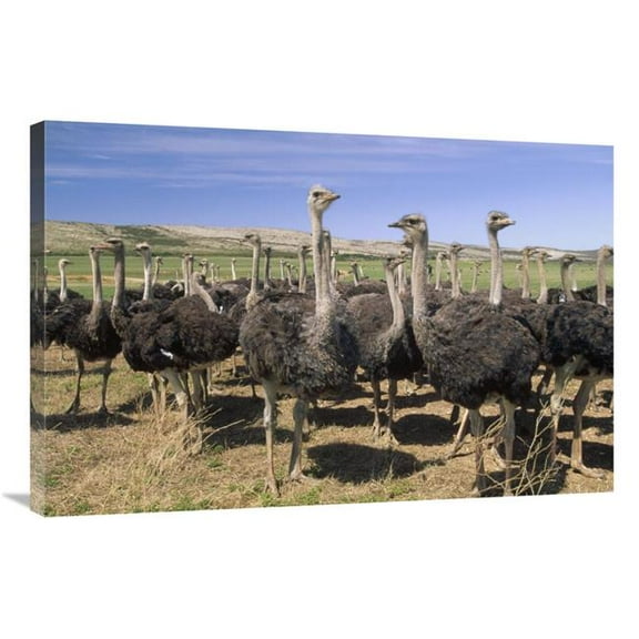24 x 36 in. Ostrich Females in Large Commercial Farm, South Africa Art Print - Gerry Ellis