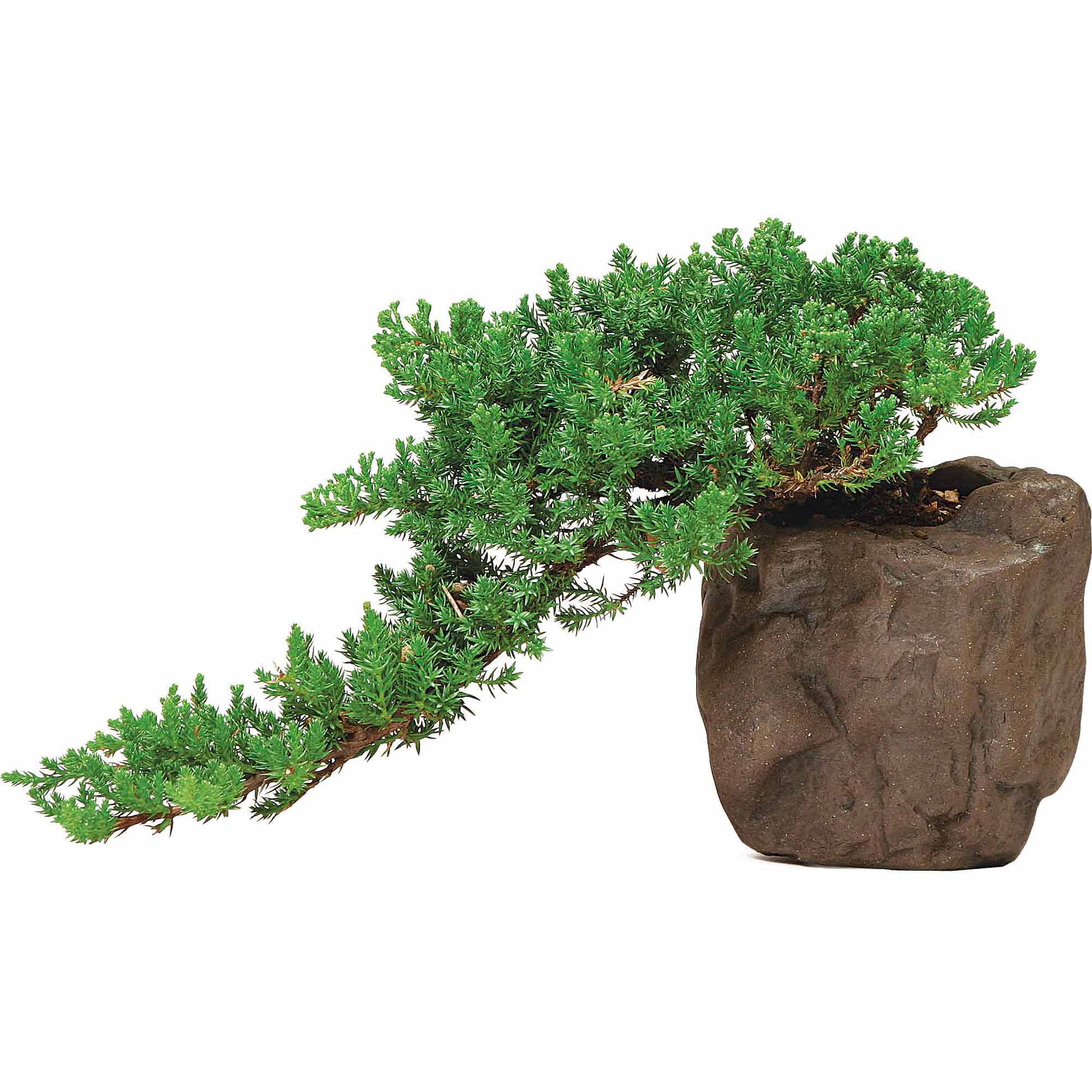 Brussel's Green Mound Juniper Over Rock Bonsai X Large (Outdoor) by Brussel's Bonsai