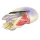 thumbnail image 4 of Figuras de animales marinos de concha en espiral realistas, modelo de figuras educativas de animales marinos lindos, 4 of 14