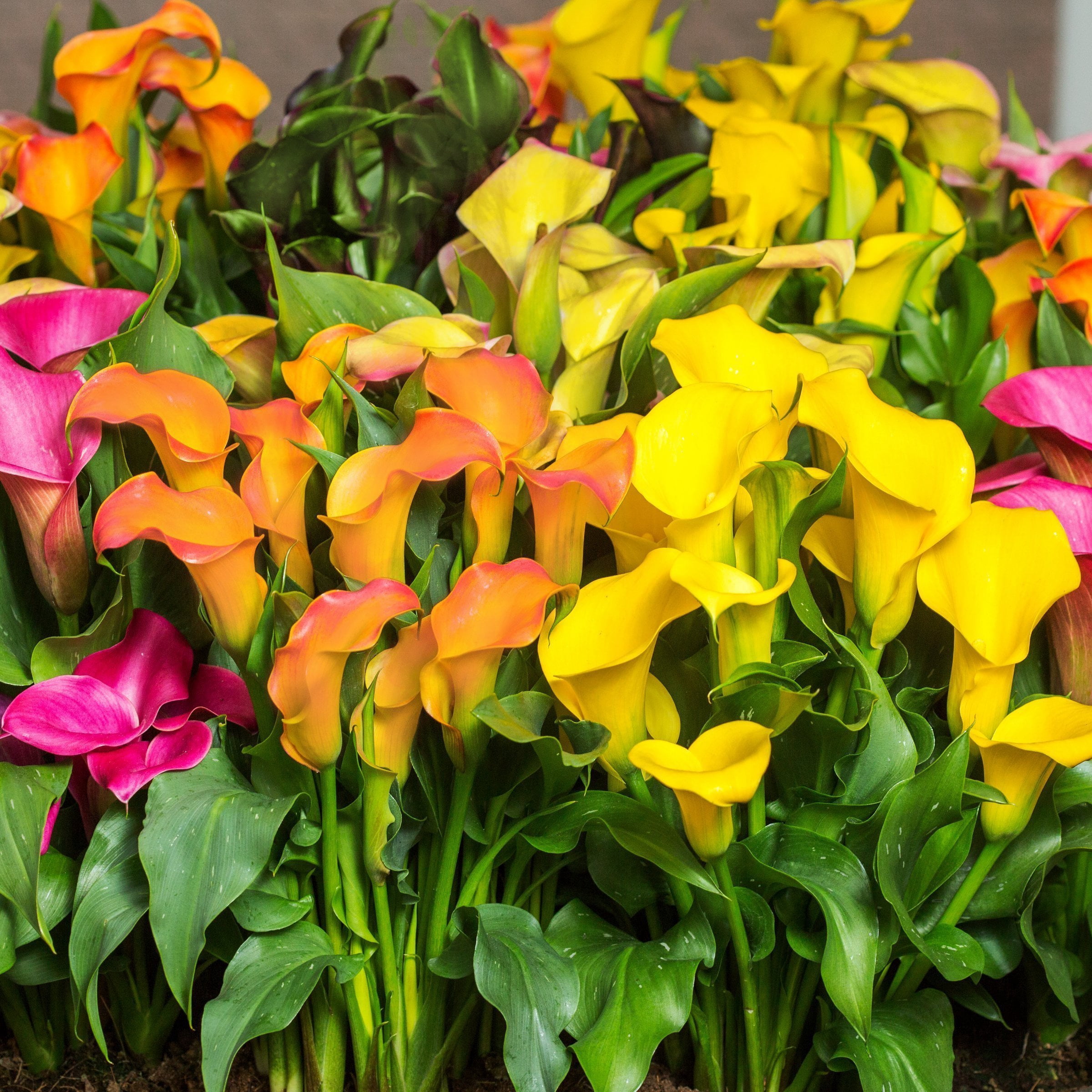 National Plant Network Calla Lily Mixed Bulbs (3-Pack)
