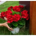 thumbnail image 3 of Zukuco 2PCS 14'' Artificial Geraniums Silk Flowers Plants Home Outdoor Decor Garden Window Box (Red), 3 of 6