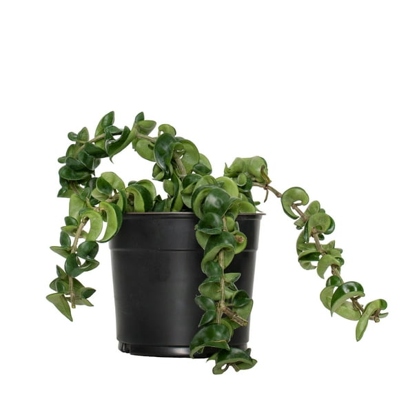 5.5 in Hoya Hindu Rope Live Houseplant with Indirect Sunlight- 1 Piece