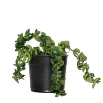 5.5 in Hoya Hindu Rope Live Houseplant with Indirect Sunlight- 1 Piece