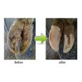 thumbnail image 4 of Horses, Sheep And Animals Hoof Trimming Disc Electric Hoof Rep Tool High Wor, 4 of 4