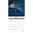 thumbnail image 3 of Willow Creek Press, Whales 2025 Wall Calendar, 3 of 4