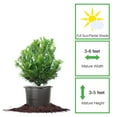 thumbnail image 2 of Perfect Plants Podocarpus Pringles 7 Gallon, 2 of 8