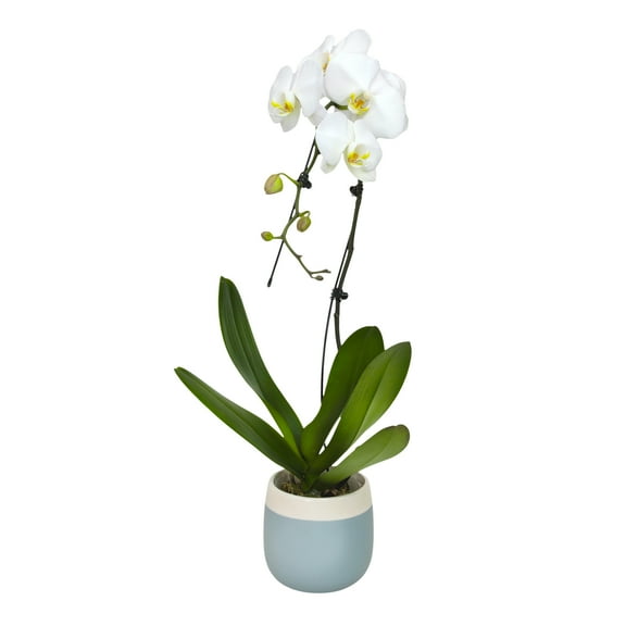 Element Large White Live Orchid Decor (Approx 22" Tall) in 5" Blue & White Planter
