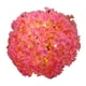 thumbnail image 4 of Luz De Bola Solar, Decoración De Jardín Lámpara De Césped Impermeable Lámpara De Tierra De Jardín Al Aire Libre Lámpara De Flor De Simulación De Bola De Nieve De Cerezo, 4 of 7