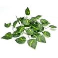 thumbnail image 4 of Ball Python Tank Starter Kit Snake Habitat 10 Gallon Terrarium Kit, 4 of 9