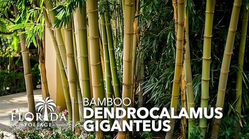 Dendrocalamus Giganteus Bamboo  3 Large Gallon Size Plants  Fast-Growing Privacy Screen  Giant Live Outdoor Greenery  Sustainable Garden Solution