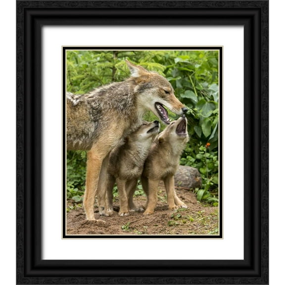 Kaveney, Wendy 26x31 Black Ornate Wood Framed with Double Matting Museum Art Print Titled - Minnesota Coyote mother and pups begin howling