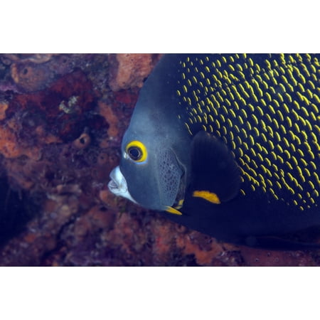 Close-up view of a French Angelfish searching for food on a coral reef in the Atlantic Ocean off the coast of Key Largo Florida Poster