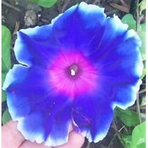 50 Mixed JAPANESE MORNING GLORY Ipomoea Nil Flower Vine Color Mix Bicolor Tricolor Blue Red White Pink Purple Violet Seeds