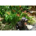 thumbnail image 6 of Lulu Decor, Cast Iron Dog Statue Garden Decor, 6 of 6