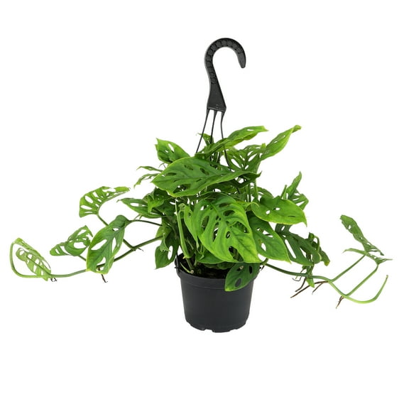 ELEMENT BY ALTMAN PLANTS 6" Swiss Cheese Plant Monstera Adansonii Live Plant Hanging Basket, Swiss Cheese Monstera Plant Live House Plants Indoors Live Plants Indoor Live Houseplants Live Indoor