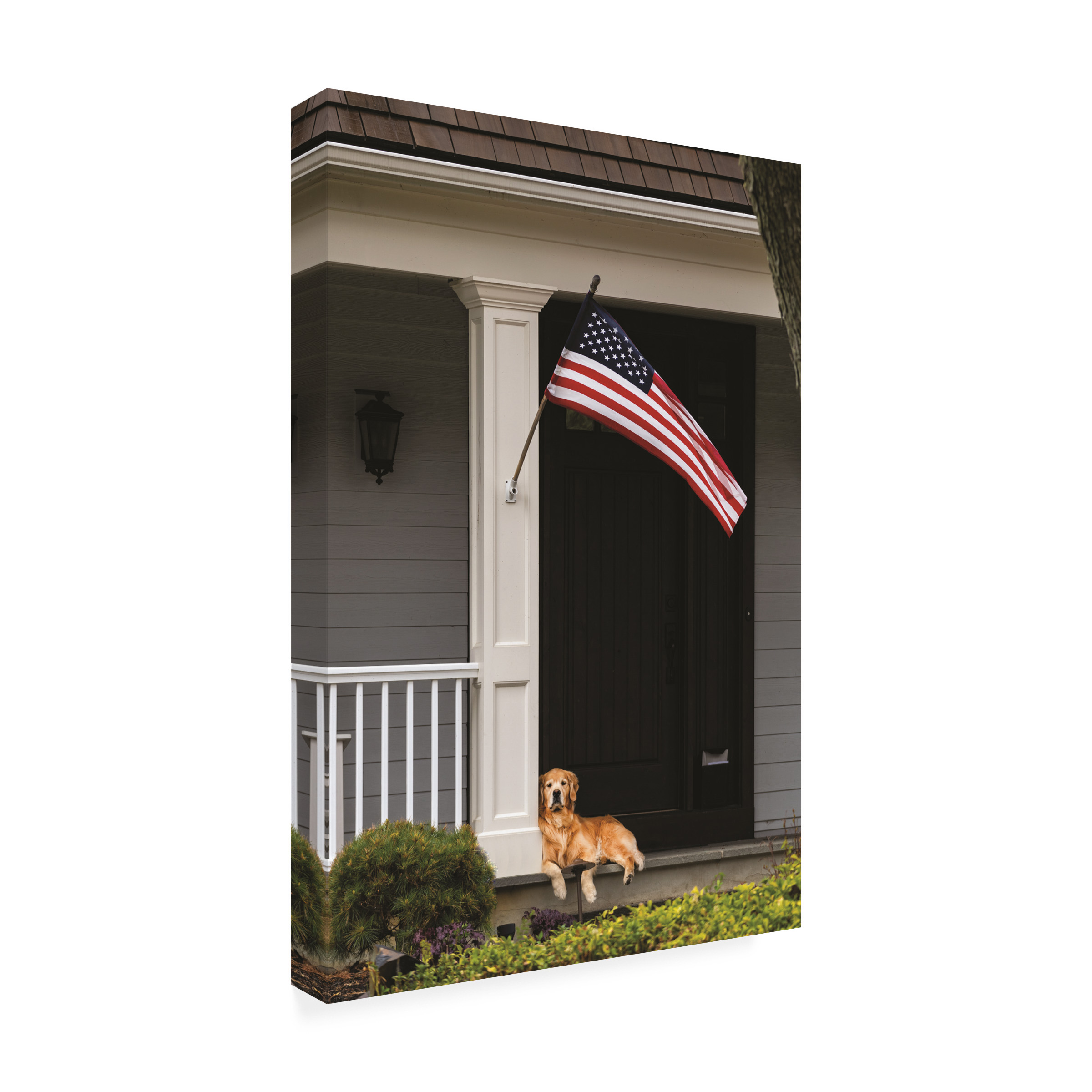 Kurt Shaffer Photographs 'American Golden Retriever' Canvas Art