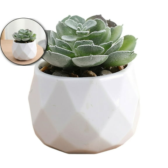 Dvruxg Succulent Plants Artificial with Pot Small Fake Potted Plants Artificial Decor Faux Plants for Living Room Bedroom Office Desk Bookshelf Bathroom Decor Artificial Plants