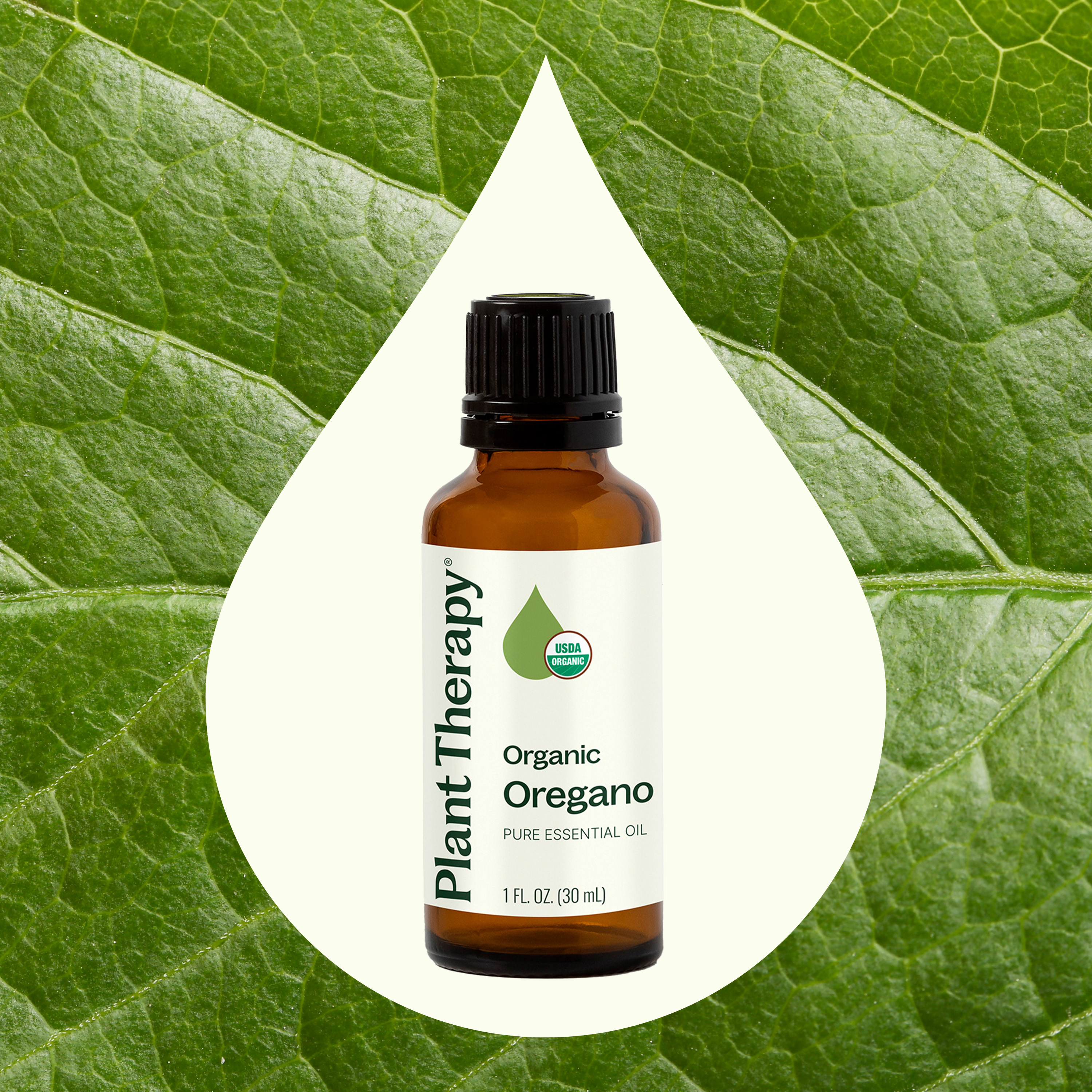 Plant Therapy Organic Oregano Essential Oil 100% Pure, USDA Certified Organic, Undiluted, Natural Aromatherapy 30 mL (1 oz)