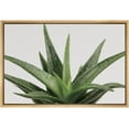thumbnail image 3 of PixonSign Framed Canvas Print Wall Art Green Aloe Vera Succulent Botanical Wilderness Photography Realism Contemporary Portrait Colorful Cool for Living Room, Bedroom, Office - 16"x24" Natural, 3 of 5