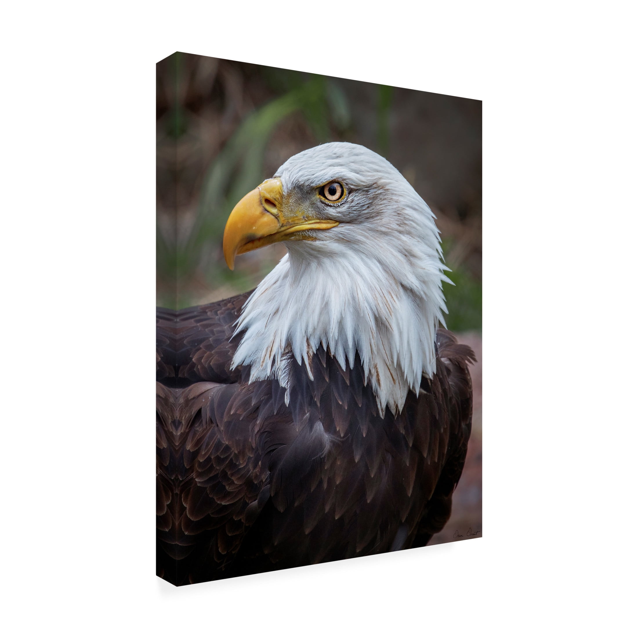 Trademark Fine Art David Drost  Adult Bald Eagle Canvas Wall Art