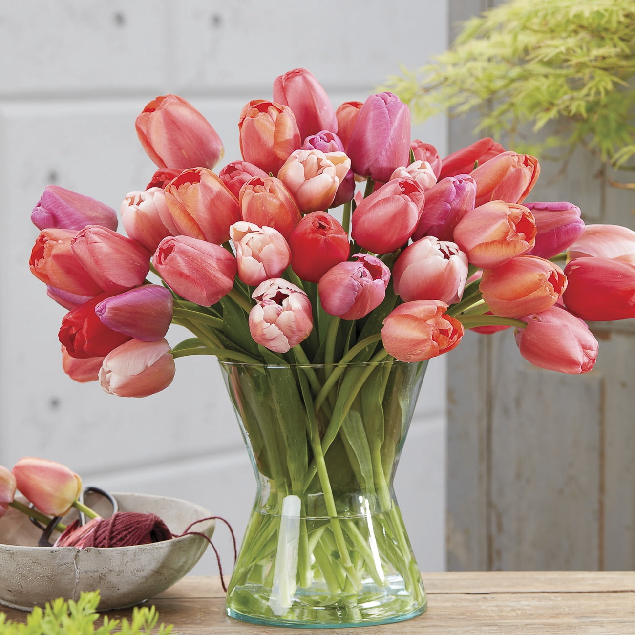 Van Zyverden Tulips Pride Mix Set of 25 Bulbs, Multicolor, Partial Sun, Perennial