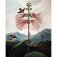 thumbnail image 3 of Thornton, Dr R 12x14 Black Modern Framed Museum Art Print Titled - Large Flowering Sensitive Plant, 3 of 5