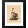 thumbnail image 2 of Joseph Wolf 14x18 Black Modern Framed Museum Art Print Titled - The Ostrich (1861-1867), 2 of 5