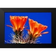 thumbnail image 2 of Taylor, Douglas 18x13 Black Modern Framed Museum Art Print Titled - Claret Cups on Blue II, 2 of 5