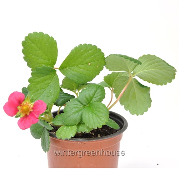 Strawberry Toscana, Ornamental and Edible Fragaria - Pot Size: 3in (2.6x3.5in) - Flowers, Fruits