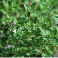 thumbnail image 3 of Set of 2 Lemon Thyme Live Plants 4-6 Inch Tall, Fragrant Culinary Herb for Indoor Herb Gardens, Patio Pots & Outdoor Planting, 3 of 6