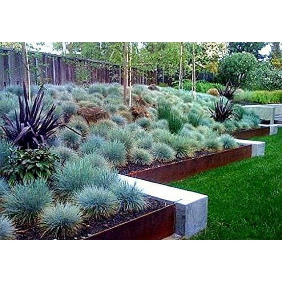 Blue Fescue Grass Seeds - 100 Seeds - Festuca glauca - Exotic Blue Grass
