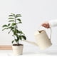 thumbnail image 5 of Hervidor de agua para suculentas de 2 l, con boquilla desmontable y pico largo para un riego preciso y delicado, ideal para plantas de interior en maceta, flores y jardines de hierbas., 5 of 8