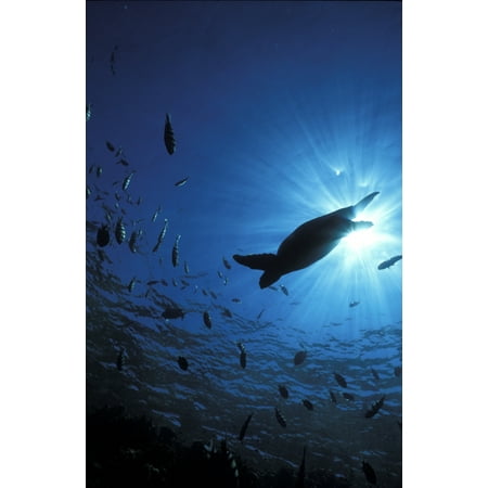 view looking up towards shaft of light silhouette of turtle and fish