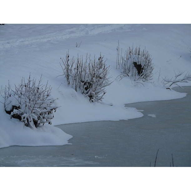 Peel N Stick Poster Of Cold Ice Wintry Snow Winter Bush Bushes Icy Poster 24x16 Adhesive Sticker Poster Print Walmart Com Walmart Com