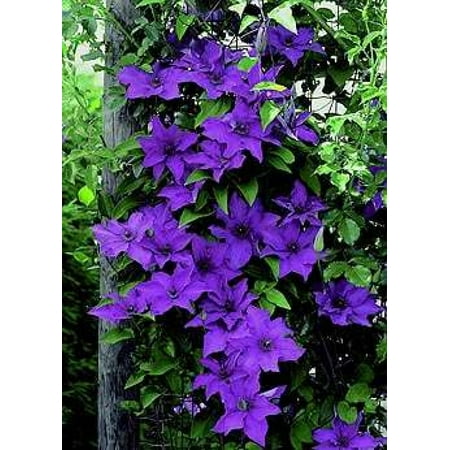 Deep Purple De Rose - The President Clematis Vine - Deep Purple - 2.5