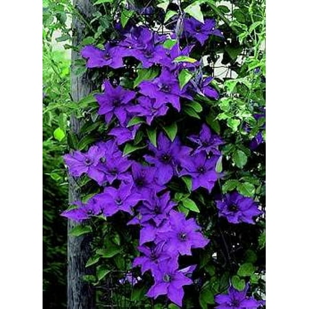 The President Clematis Vine - Deep Purple - 2.5