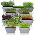 thumbnail image 3 of 10 Variety Pack Microgreens Seeds - Nutritious Sprouting Vegetables (Annual), 3 of 8