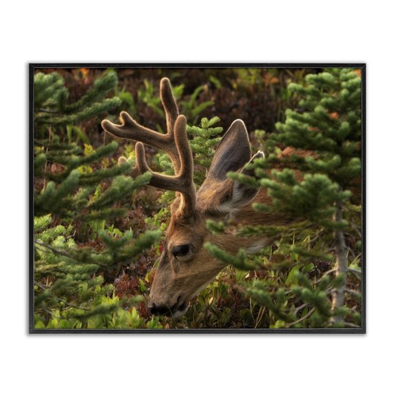 Stupell Industries Farmhouse Deer Forest Nature Vegetation Black Framed Giclee Art, 14 x 11, by Dennis Frates