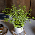thumbnail image 6 of Realistic Mini Bamboo Leaf Potted Plant, 6 of 13