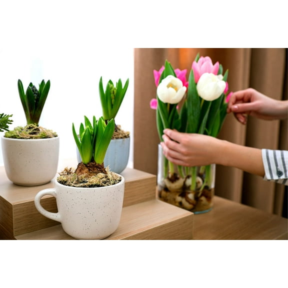 20 Indoor Tulip Bulbs - Grow Indoors in Just Water - Mixed Color -Have Blooms in a Few Weeks