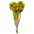 thumbnail image 1 of Vickerman H1EVR100-2 13-14 in. Basil Everlasting Flowers, 1 of 1