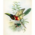 thumbnail image 2 of Sturm's Aracari (Toucan), John Gould (1804-1881 British) Poster Print (24 x 36), 2 of 4