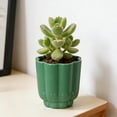 thumbnail image 2 of Mainstays Arlo 4" x 4" x 4" Round Green Lily 100% Recycled Resin Planter, 2 of 10